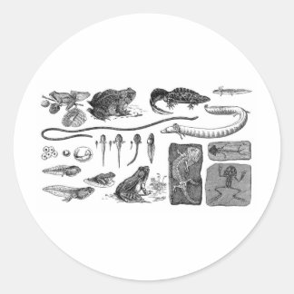 Amfibische evolutie ronde sticker
