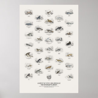 Amfibische Zoogdieren - Naturalist's Library Poster