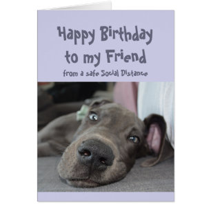 Ami Social Distancing Anniversaire Great Dane Dog