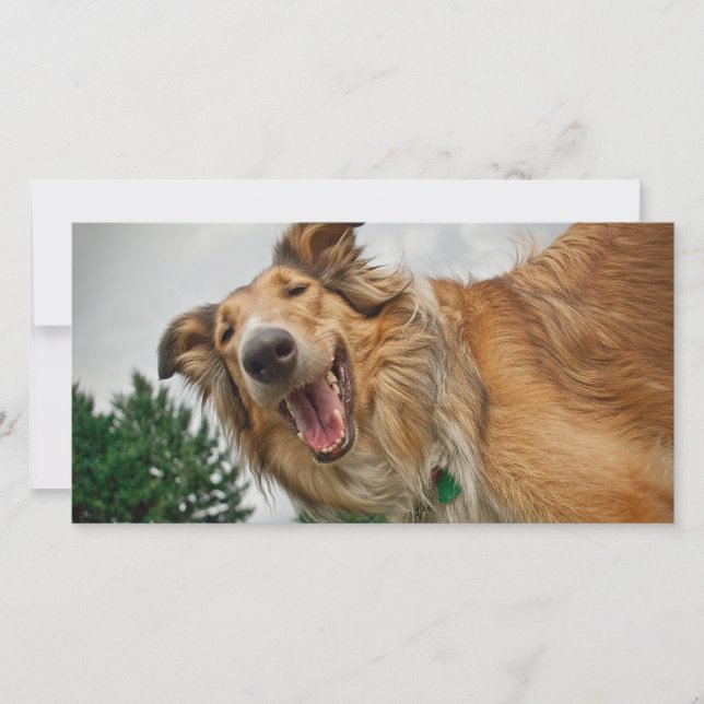 Amiga the Smiling Collie (Voorkant)