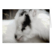 Amigo Goat Kid Noir et blanc (Devant horizontal)