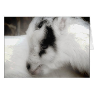 Amigo Goat Kid Noir et blanc