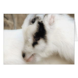 Amigo Goat Kid Toutes les occasions Carte de voeux