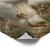 Amigo Plays Poster (Hoek)