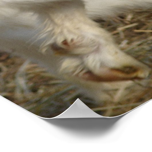 Amigo Plays Poster (Hoek)