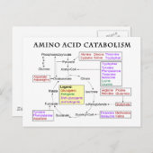 Amino-zuurstofschema Briefkaart (Voorkant / Achterkant)