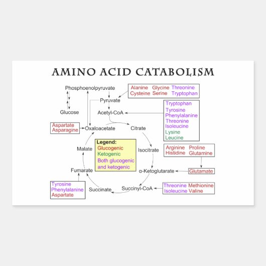 Amino-zuurstofschema Rechthoekige Sticker (Voorkant)