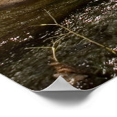 Amira Angel's Animal Shelter Fundraiser Poster (Coin)