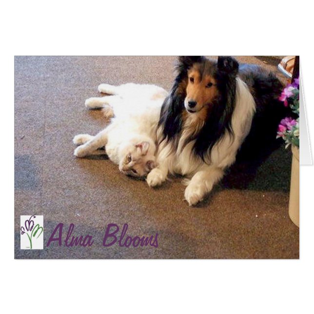 Amis (Devant horizontal)