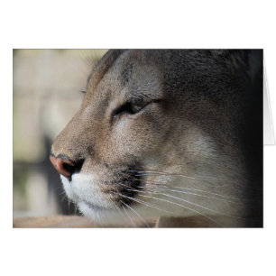 Amis aussi grands que vous - Carte Cougar