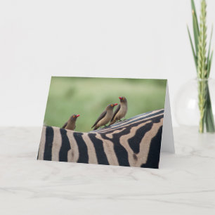 Amis : Carte de prédateurs Zebra et Ox