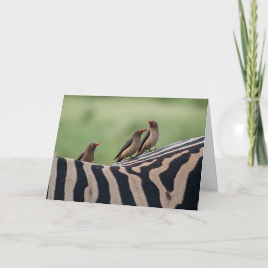 Amis : Carte de prédateurs Zebra et Ox (Devant)