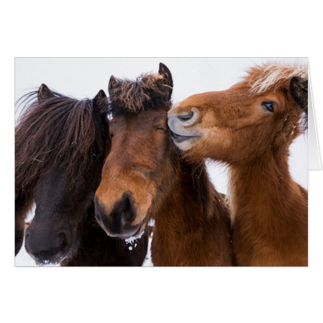 Amis du cheval islandais, Islande (Devant horizontal)