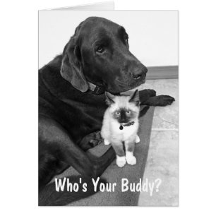 Amis mignons Photo personnalisée de chaton Labrado