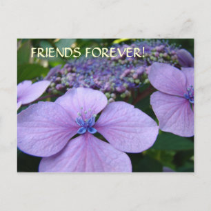 AMIS POUR TOUJOURS ! Cartes Postales Fleurs d'Hydr