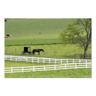 Amish-boerderij met paard en buggy bij Berlijn, Foto Afdruk