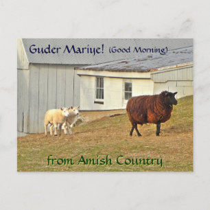 Amish Briefkaart Schapen Boerderij. Een naam toevo