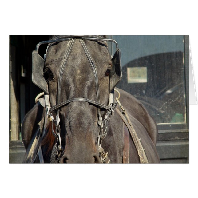 Amish Buggy Horse (Voorkant Horizontaal)