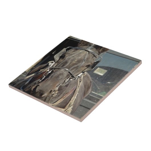 Amish Buggy Horse Tegeltje (Zijkant)