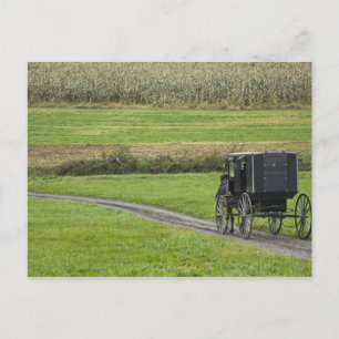 Amish buggy on boerderij lane, noordoost Ohio, Briefkaart
