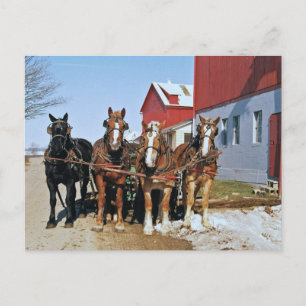 Amish Draft Horse Team-Briefkaart Briefkaart