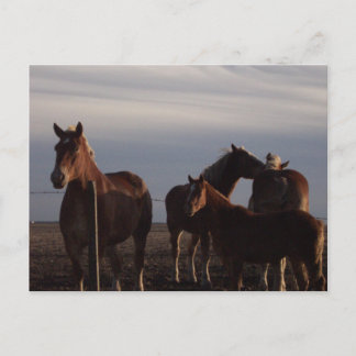 Amish Draft Horses at Sunset Briefkaart
