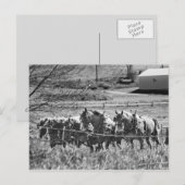 Amish Draft Team at Work Briefkaart (Voorkant / Achterkant)