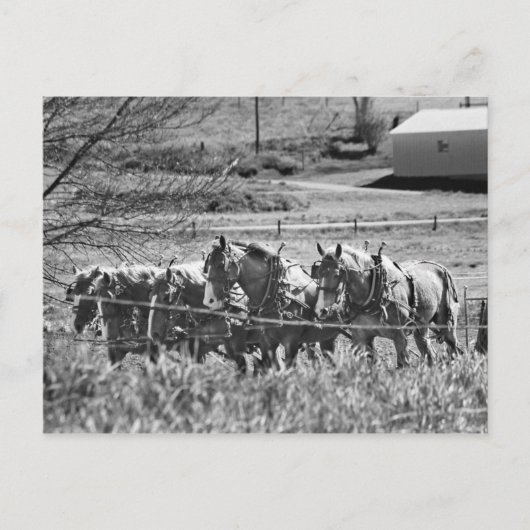 Amish Draft Team at Work Briefkaart (Voorkant)