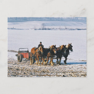 Amish Farmer op Spreader-Briefkaart-2 Briefkaart