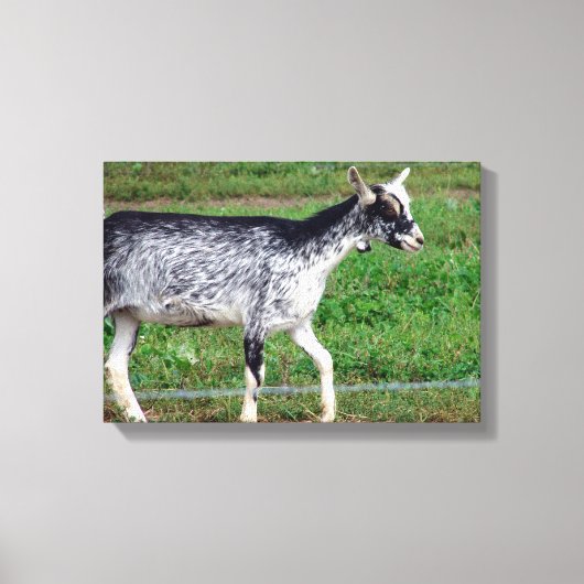 Amish Goat Canvas Afdruk (Voorkant)
