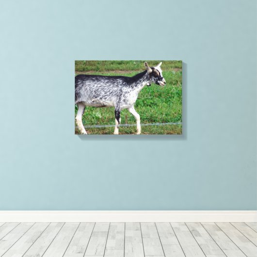 Amish Goat Canvas Afdruk (Insitu (Houten vloer))