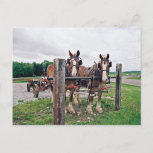 Amish Hitching Post Briefkaart