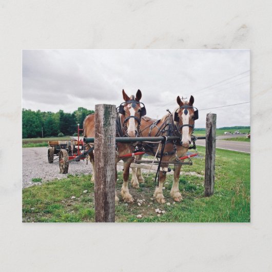 Amish Hitching Post Briefkaart (Voorkant)