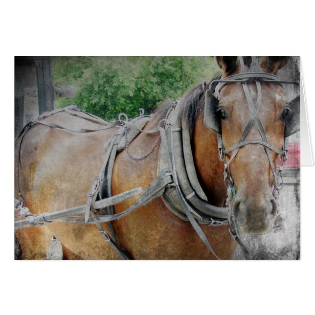 Amish Horse and Buggy (Voorkant Horizontaal)