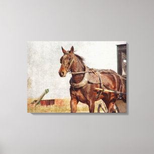 Amish Horse and Buggy Canvas Afdruk