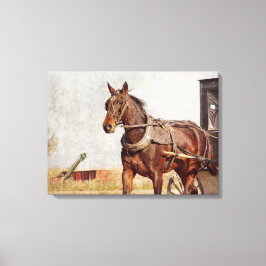Amish Horse and Buggy in Kalona, Iowa Canvas Afdruk