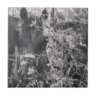 Amish Horse Black en White Grunge Tegeltje