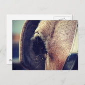 Amish Horse Briefkaart (Voorkant / Achterkant)