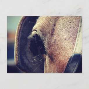 Amish Horse Briefkaart