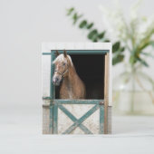 Amish Horse Briefkaart (Staand voorkant)