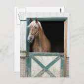 Amish Horse Briefkaart (Voorkant / Achterkant)