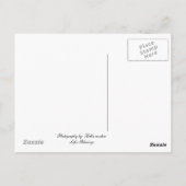 Amish Horse Briefkaart (Achterkant)