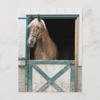 Amish Horse Briefkaart