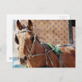 Amish Horse Briefkaart (Voorkant / Achterkant)