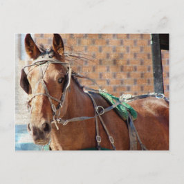 Amish Horse Briefkaart