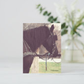 Amish Horse Briefkaart (Staand voorkant)