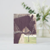 Amish Horse Briefkaart (Staand voorkant)