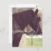 Amish Horse Briefkaart (Voorkant / Achterkant)