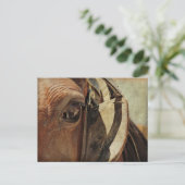 Amish Horse Eye Briefkaart (Staand voorkant)
