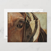 Amish Horse Eye Briefkaart (Voorkant / Achterkant)